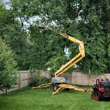 Why Choose Our Tree Removal Services in Daingerfield, TX?