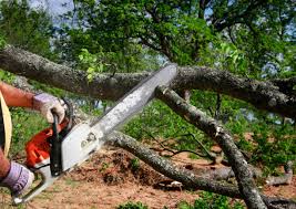 Daingerfield, TX  Tree Services Company